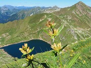 30 Bello il giallo della Gentiana punctata, come il blu scuro del Lago Moro
